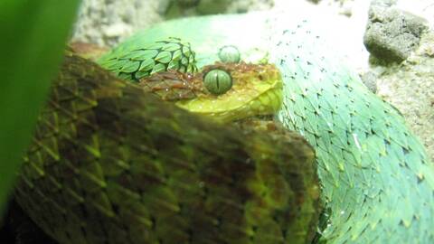 New female Atheris chlorechis added to the colony. : r/snakes