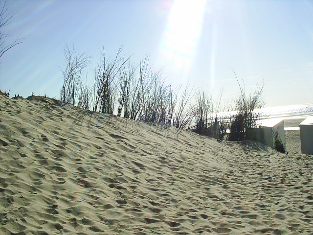 Les dunes de Cadzand Juille11