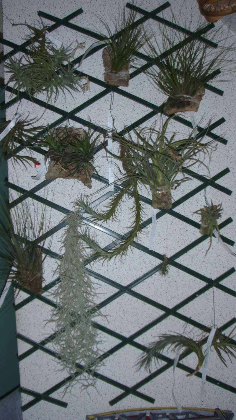 Encore nouvelles tillandsias mais de chez Marcel Lecoufle Pa011619