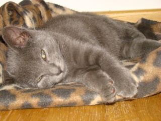 Lindor, chaton gris foncé, né vers le 12 juillet 2009 - Page 2 Dsc06228