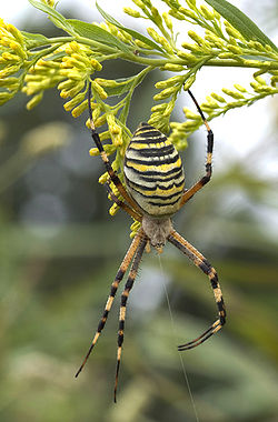 Les Araneae 250px-10