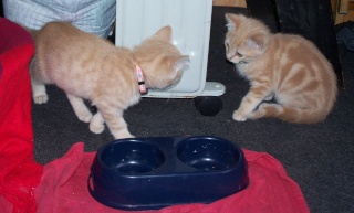 tommy et scratchy (chatons 2 mois) lille 59 Photo_24