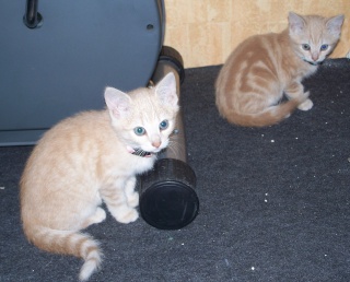 tommy et scratchy (chatons 2 mois) lille 59 Photo_25