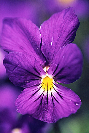 Yaourt à la violette Violet10