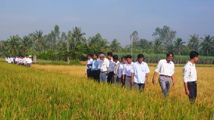 Trà Cú: thành công với mô hình sản xuất lúa giống nguyên chủng Lasa_t13