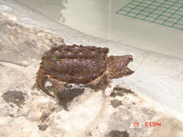 macrochelys temminckii Afbeel14