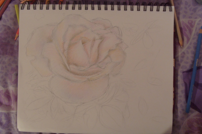 My color pencil rose~! S73r3310