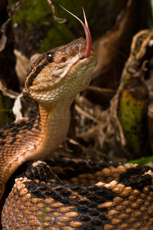 Lachesis muta muta (from Perú) Laches12