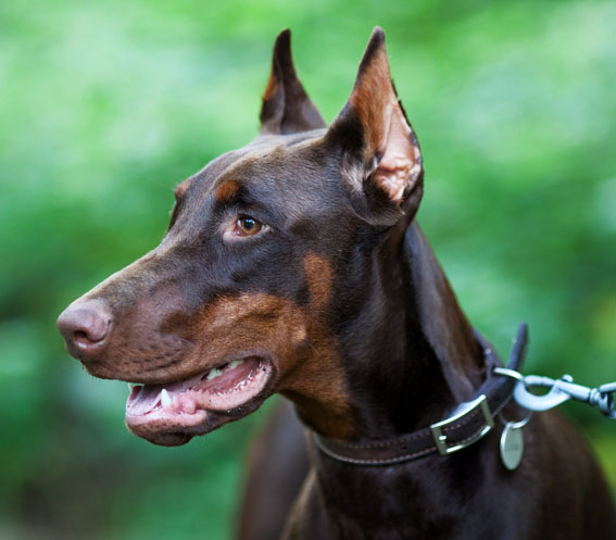 Dobermann Driska10