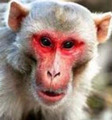 اعرف كيف ينتشر جدرى القرود وأعراضه وطرق الوقاية منه Dx10