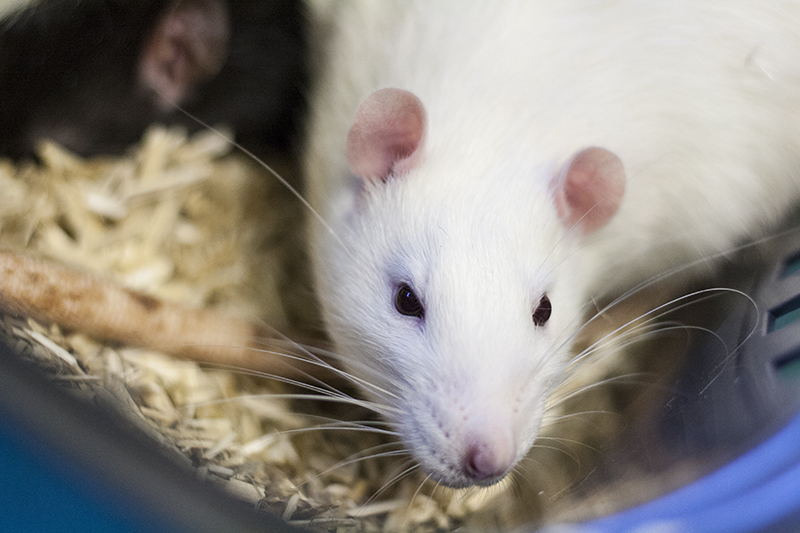 [16 - charente] Trois rats mâles abandonnées devant une clinique véto Img_8619