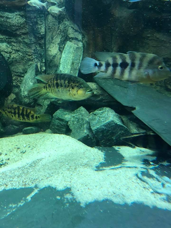 couple parachromis friedrichsthalii 42796910