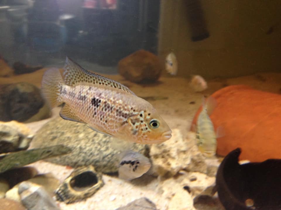 Parachromis motaguensis rio manso 8e041310