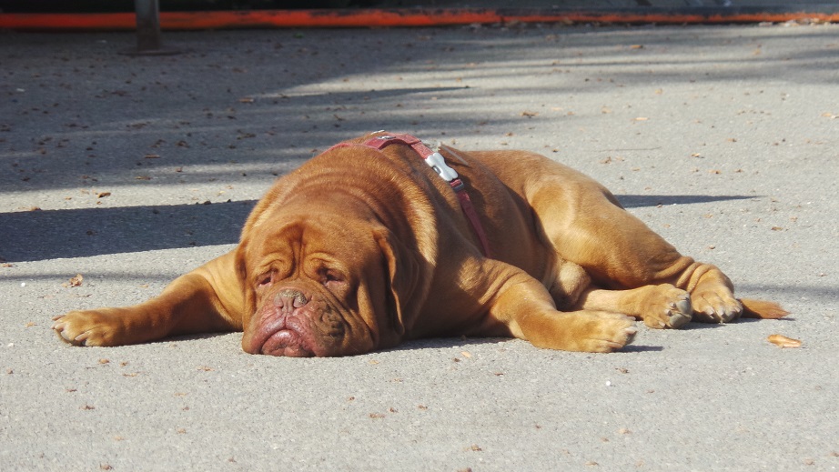 De très belles photos d'animaux  2018-063