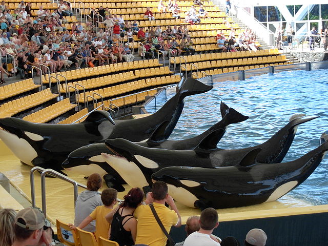 Loro Parque responds to Thomas Cook announcement to stop selling tickets for package tourists to visit the zoo 640px-10