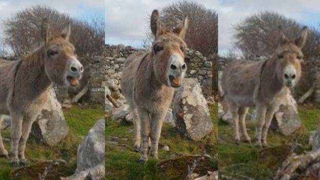 Harriet the singing donkey. _1041810