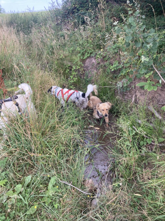 DAISY (ex SANDY) - femelle, de taille petite à moyenne - née environ en mai 2020 - REMEMBER ME LAND - en FA chez Anne-Catherine (68) - Adoptée par Mathilde (69) - Page 2 F4357110