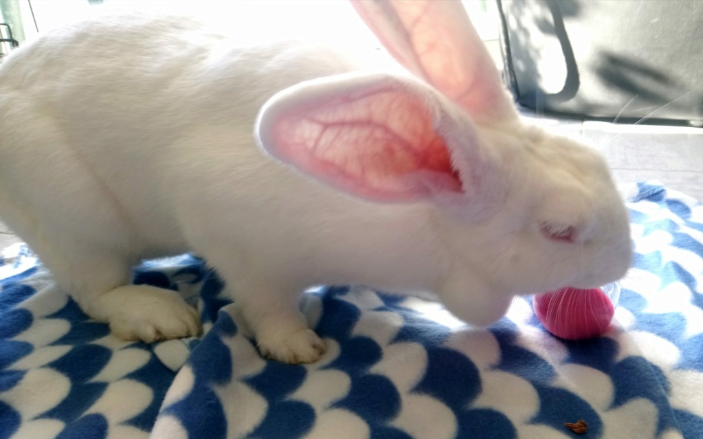 [White Rabbit]Lapins réhabilités de laboratoire à parrainer  - Page 2 112