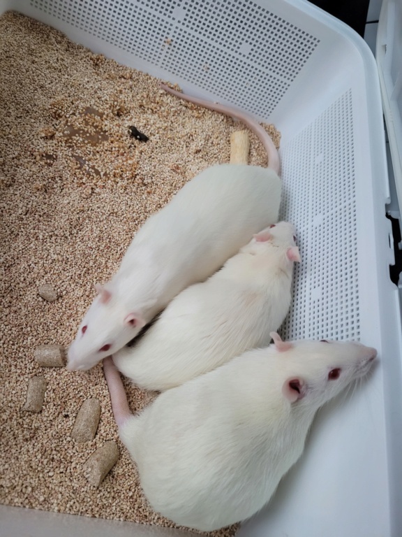 [White Rabbit] Eddie, Gino et Tony: 3 mâles 20211115