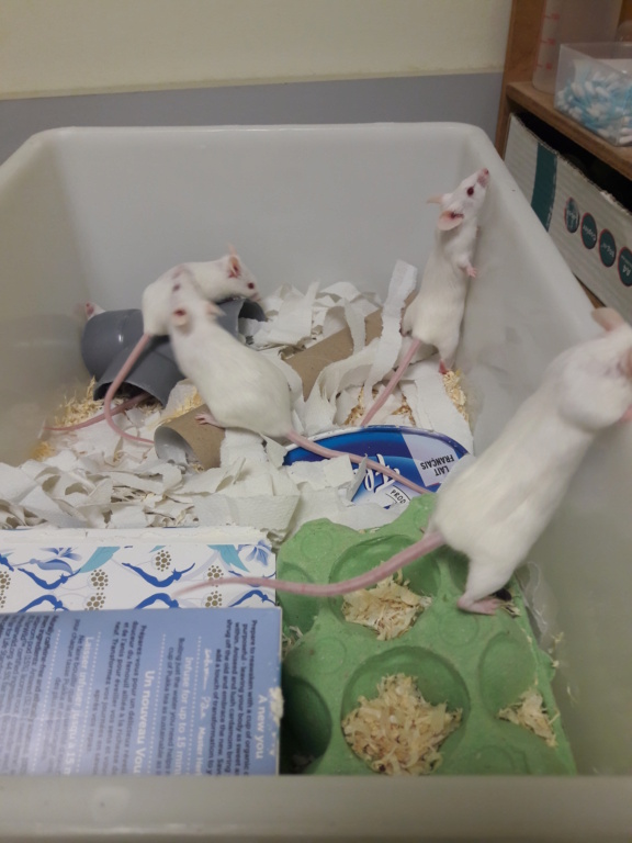 [CLOS] Recherche FA et adoptants pour souris de laboratoire Femell10