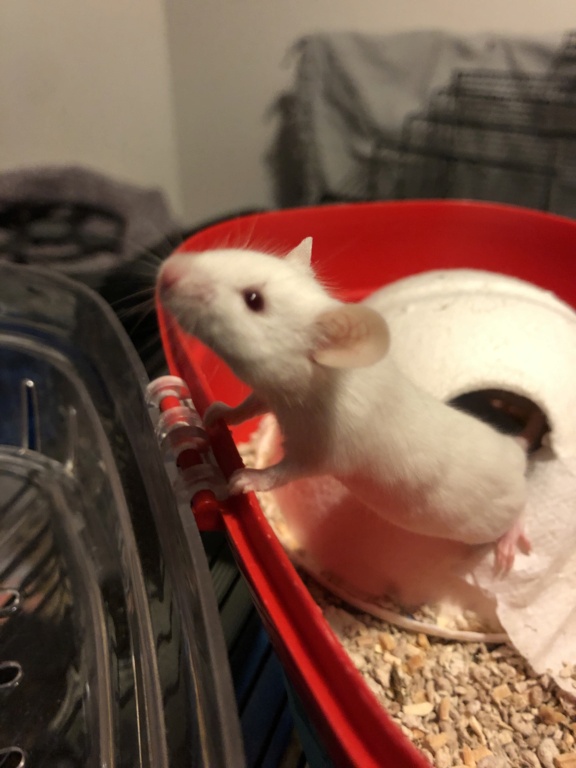 [A adopter] Pink et Lady souris F réhabilitées de labo Fichie16