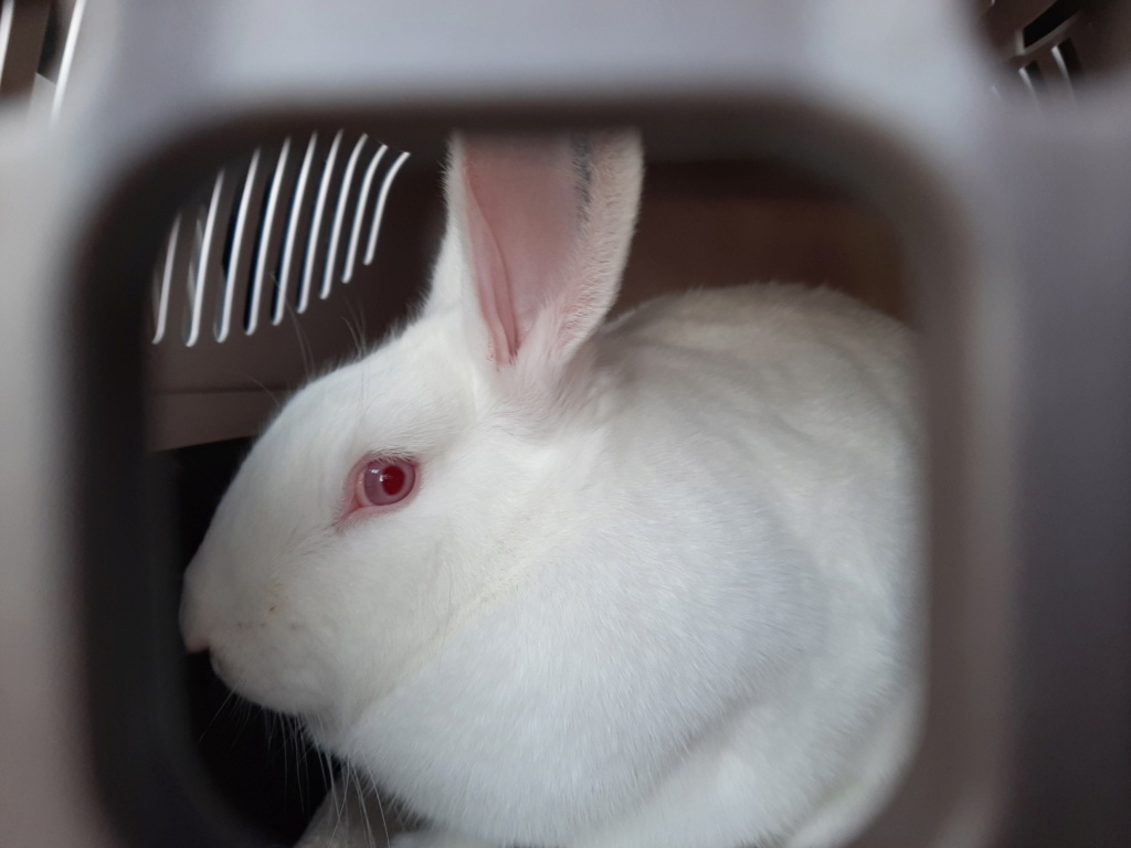 TRES URGENT: recherche nombreuses FA pour lapins Fuji10