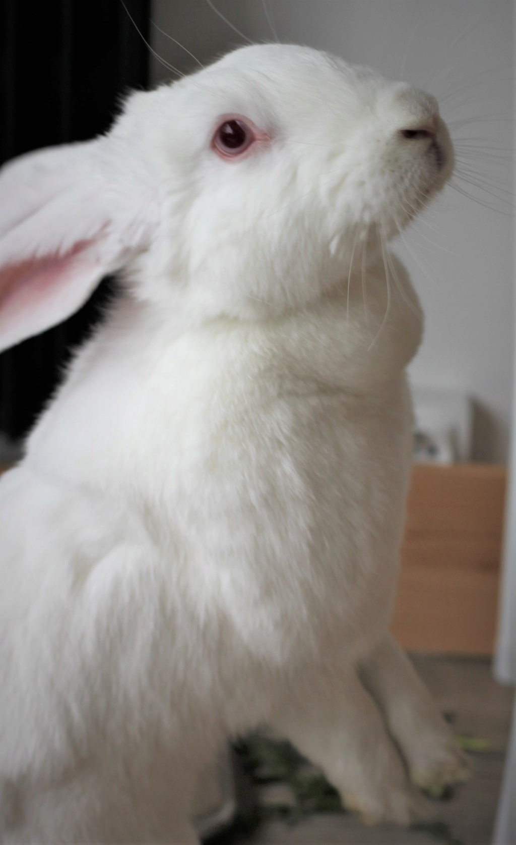[White Rabbit] Lapins réhabilités de laboratoire à adopter Img_4610