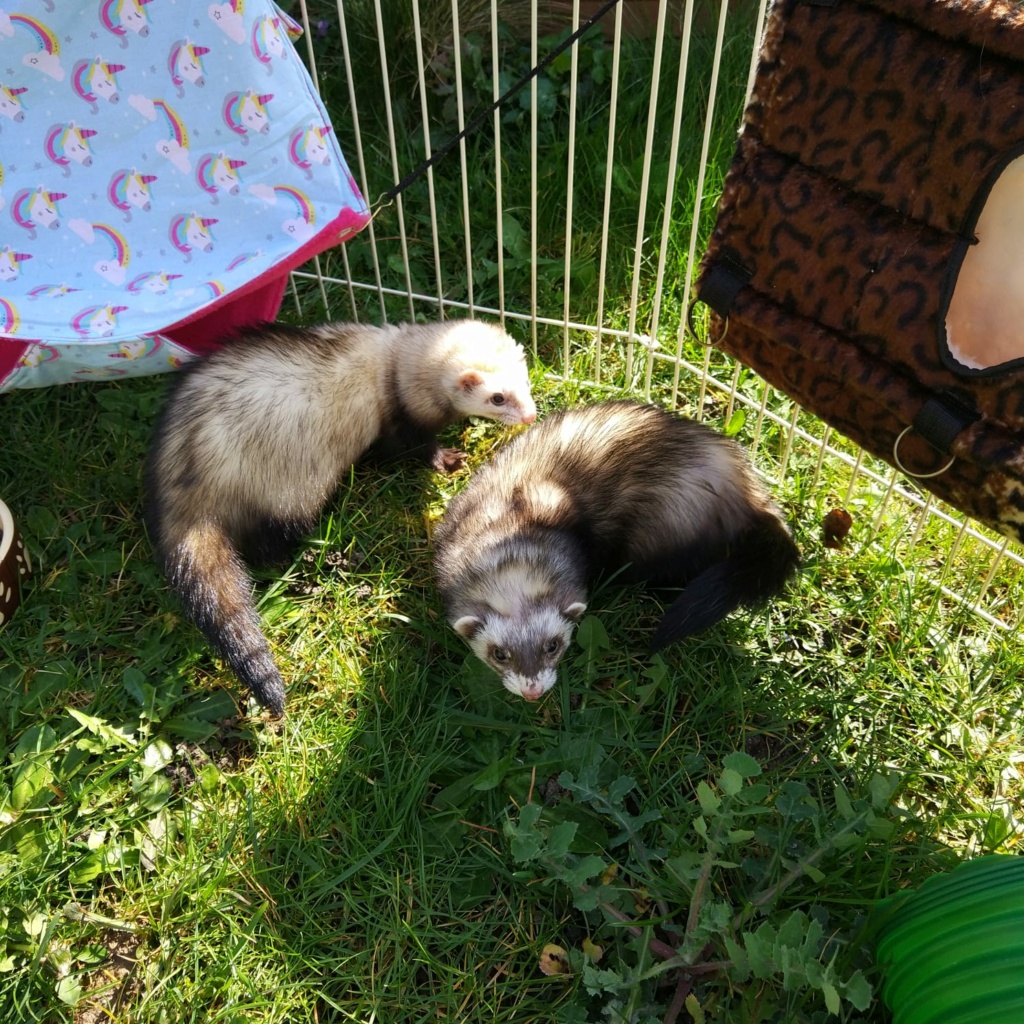 [A adopter] Gaperon et Svecia (furettes) Photo-13