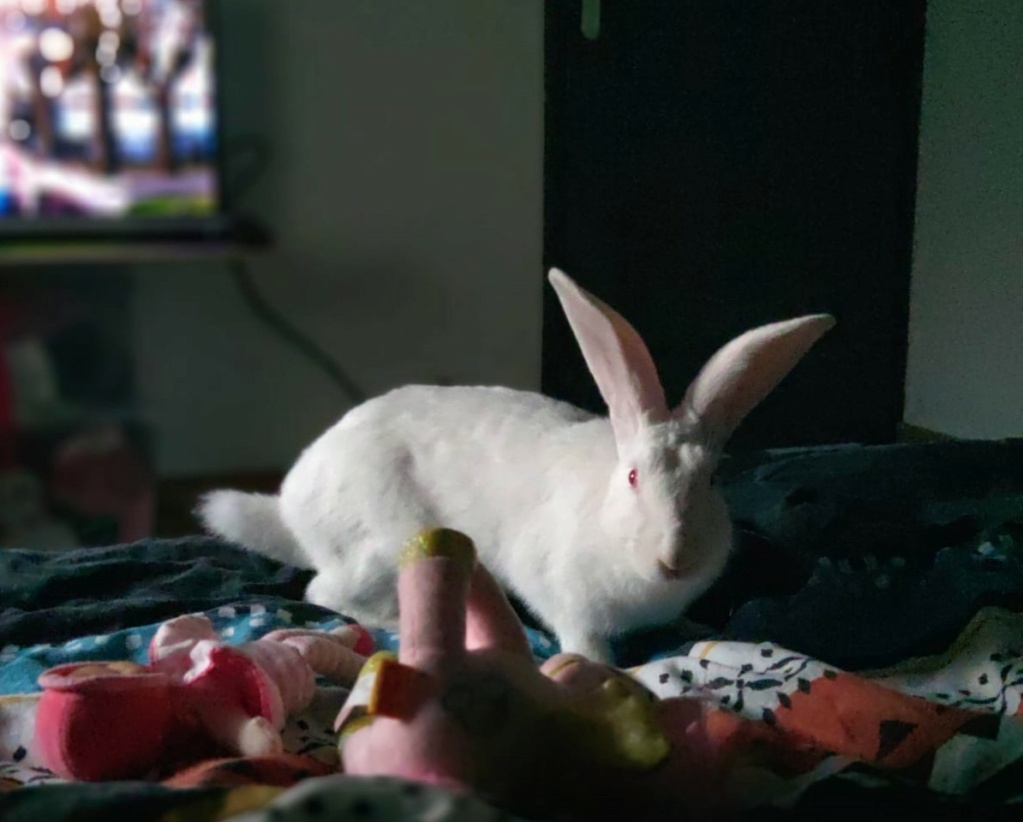 [Adoptée] Hazel, lapine réhabilitée de laboratoire Photo115