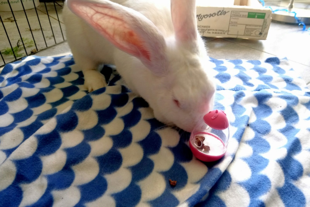 [White Rabbit]Lapins réhabilités de laboratoire à parrainer  - Page 2 Photo_79
