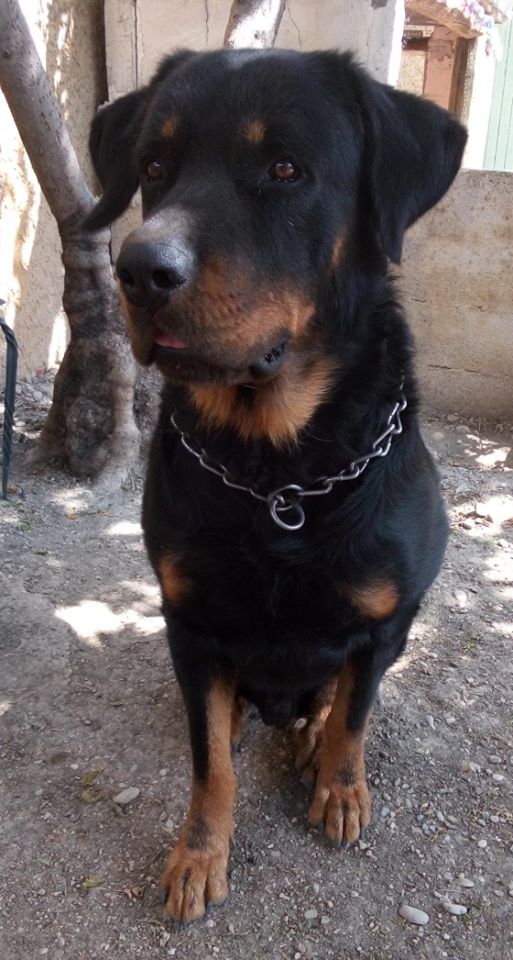 Lucky, beauceron né en 2015 (Dpt 26) 10180610