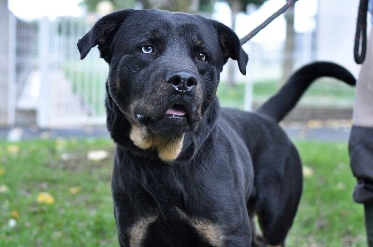 Onyx croisé beauceron et husky né en mai 2018 12188610