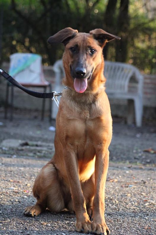 Priska, croisée beauceron malinois! née en octobre 2019 12715410