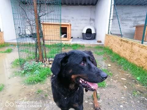 Gaia beauceronne née en 2011 12887110