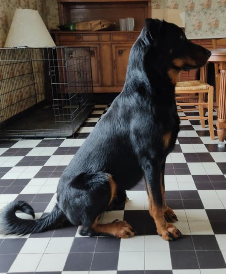 Pacha, beauceron né en mai 2019 13832310