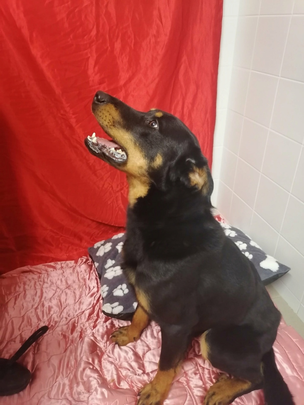 Rex beauceron né en 2018 15109710