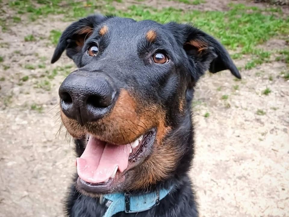 REX,  Beauceron né en 2020 15279110