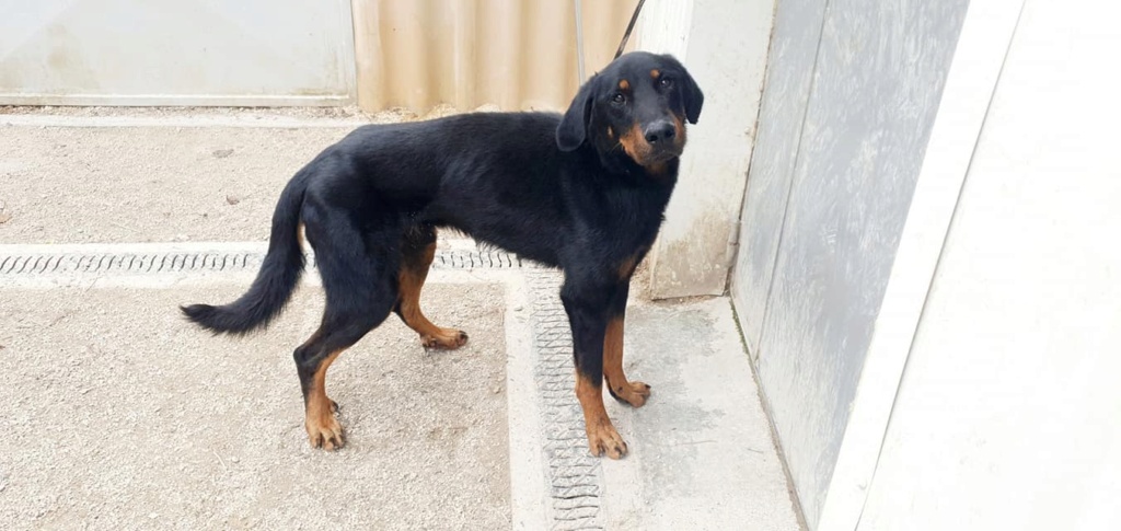 louki beauceron né en 2013 15746610