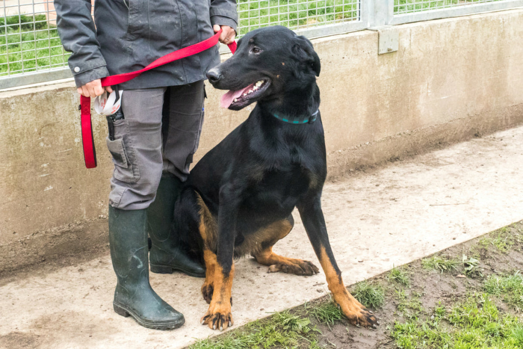 Ryko, beauceron né en  avril 2020 17321110