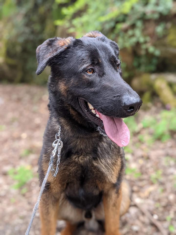 Paco, croisé beauceron Malinois né en nov 2019. il a toutes les qualités! 17579810