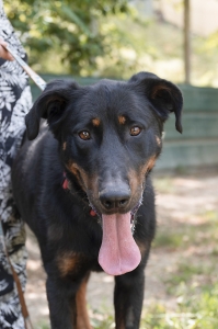 Doogy beauceron né en 2013 toute une vie de misère, seul attaché dans un champ. Il ne supporte plus le refuge  19202510