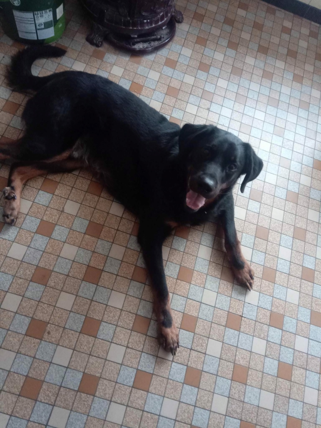 Scooby Do beauceron né en 2021 34329810