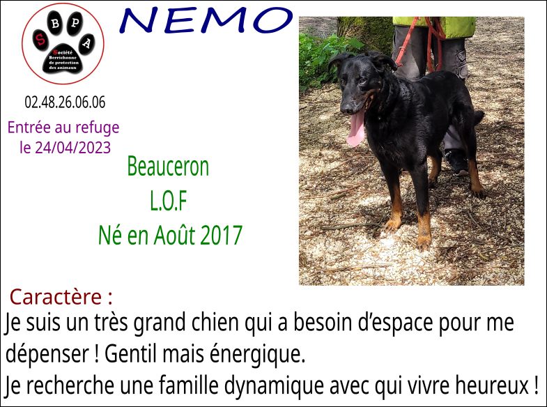 Nemo beauceron LOF né en 2017 39572210