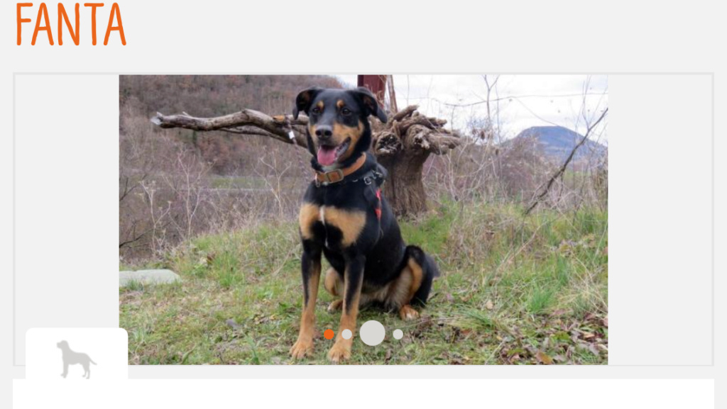 FANTA jolie croisée beauceronne née en 2013( de retour à l adoption) deux abandons et deux ans de refuge.... 400c9810