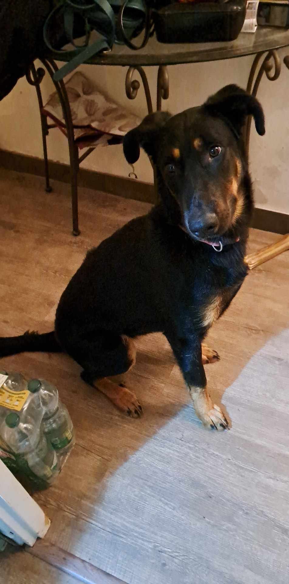 Lady femelle beauceronne de 9 mois. 42094711