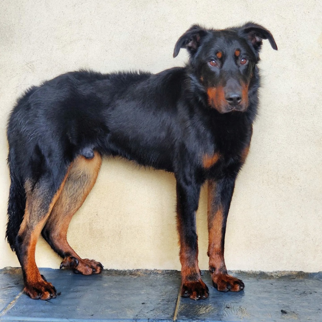 Trésor, magnifique beauceron LOF né en octobre 2022. De beaux feux roux et un poil bien fourni 42534510