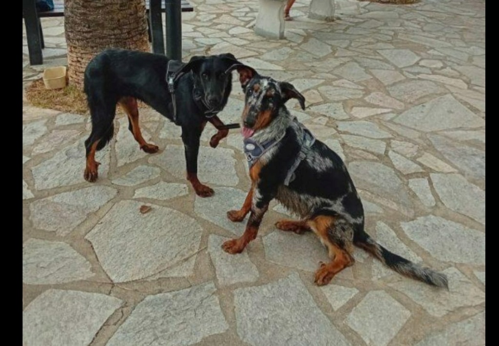 2 jeunes beauceronnes de retour à l'elevage nées en 2022 43791810