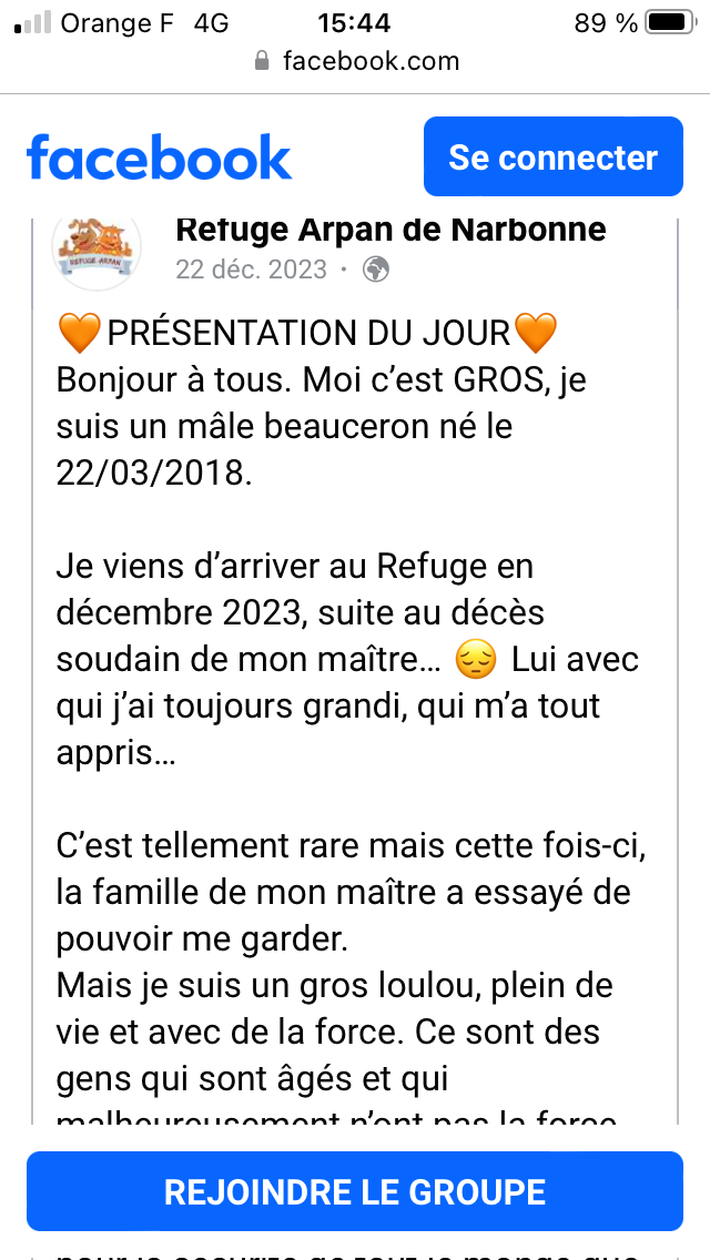 Gros, magnifique beauceron ne en 2018( décès du maître) 43f79210