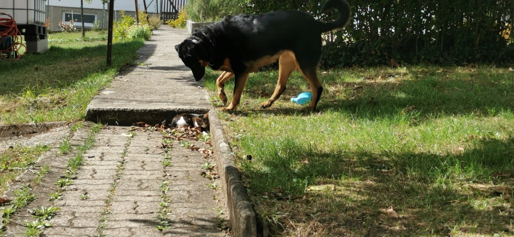 Lemon femelle beauceron née en juillet 2015 494efe10