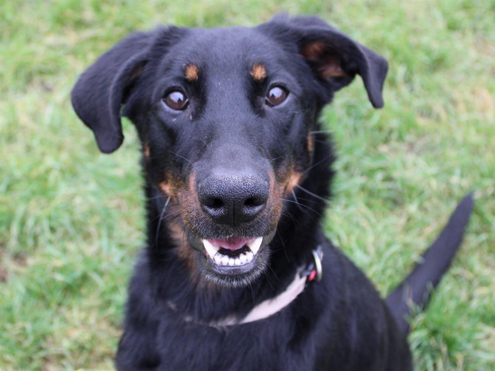 Tourmaline femelle beauceron née le 30/11/2022 54090610